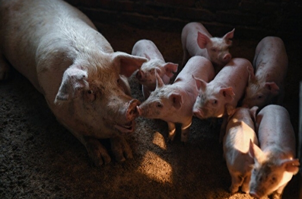 Приморье в 2021 г. увеличило производство свинины в 1,6 раза после запуска проекта "Русагро" - губернатор