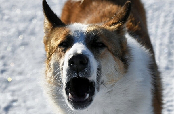 Свердловский губернатор поручил отловить и стерилизовать бродячих собак