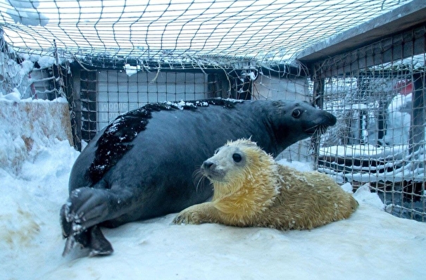Еще один серый тюлень родился в неволе под контролем мурманских ученых