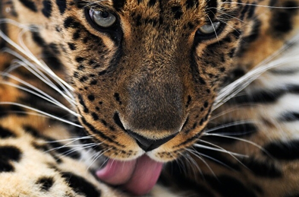 Популяцию дальневосточного леопарда планируют увеличить до 150 особей к 2030 году