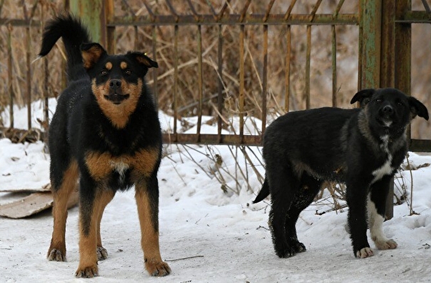 Бродячих собак в Петербурге стало меньше в 10 раз за 15 лет