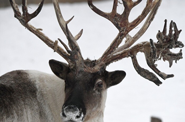 Свыше 500 тыс. северных оленей привьют от сибирской язвы на Ямале