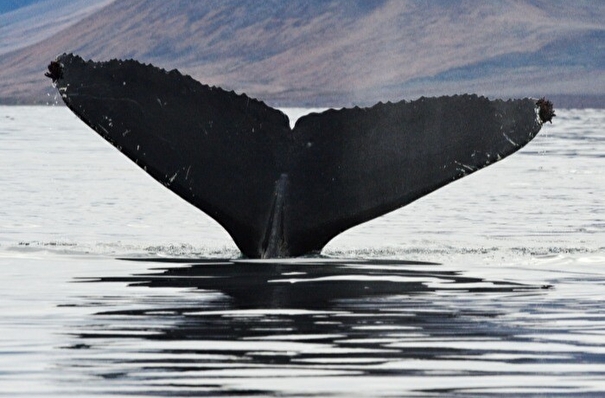 Ученые насчитали около 5 тысяч китов в дальневосточных морях