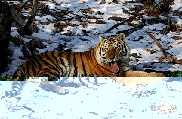 Перепись тигров в Приамурье "прошли" шесть хищников
