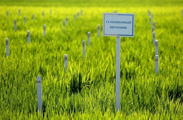 Крым может возобновить выращивание риса после восстановления Северо-Крымского канала