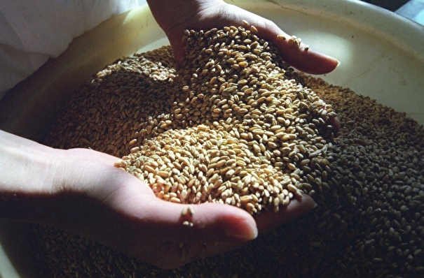 Воронежская область готова помочь регионам РФ семенами для сева, если импорт будет ограничен - власти