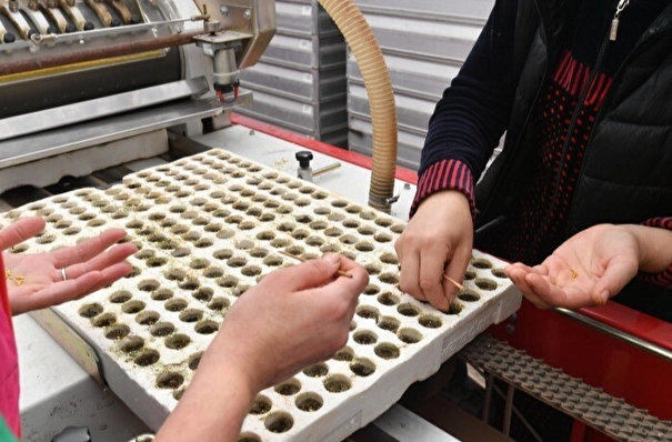 Производство собственных семян планируется наладить в Хабаровском крае