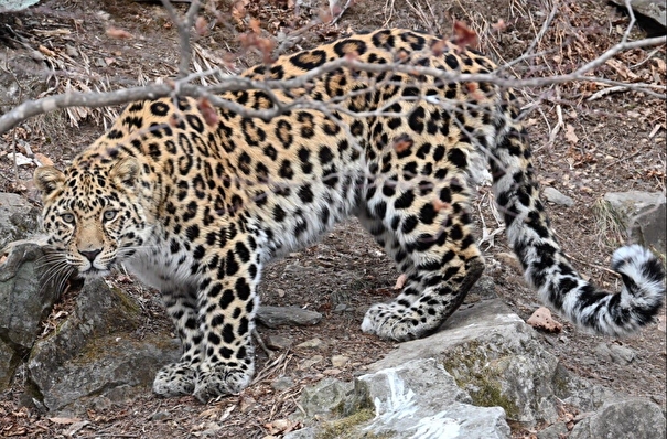 Туристы встретили дальневосточного леопарда в Приморье