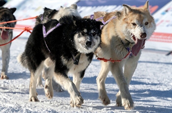 Камчатская гонка на собачьих упряжках "Берингия" остановилась из-за непогоды