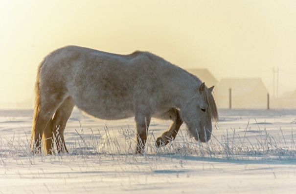 Заводы по разведению якутской породы лошадей появятся в четырех районах Якутии