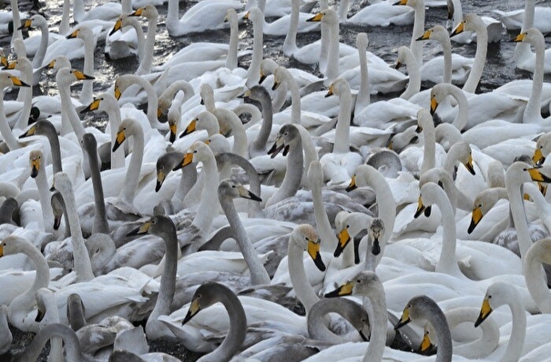 Лебеди начали возвращаться в Тюменскую область после зимовки