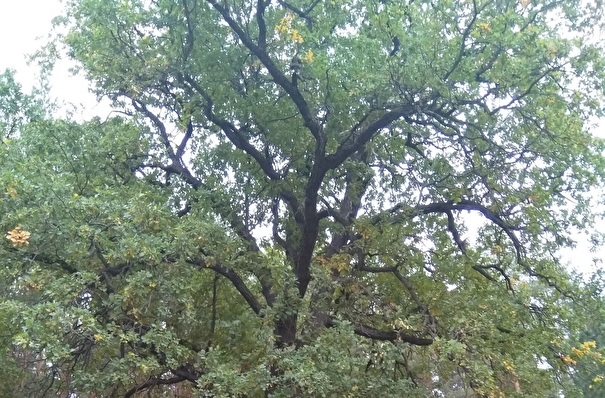 Почти 200-летний ульяновский дуб стал памятником живой природы
