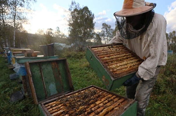 Костромская область расширяет меры поддержки пчеловодства