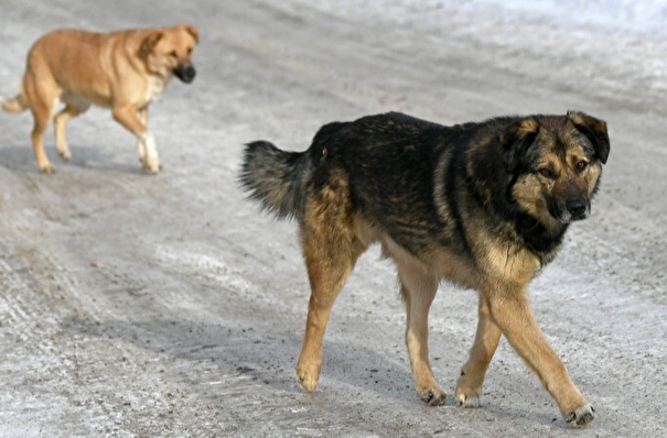 Стая бродячих собак напала на школьницу в столице Камчатки