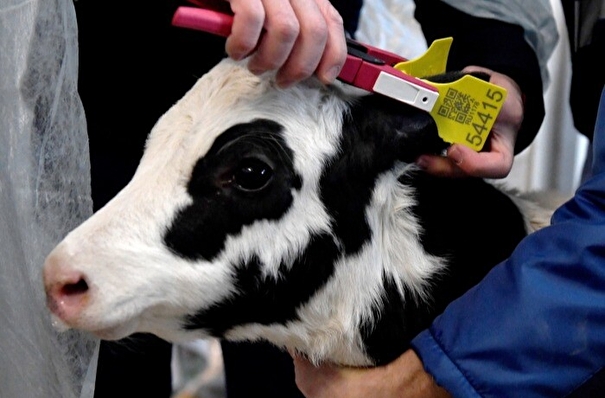 Госдума приняла в первом чтении законопроект о чипировании домашнего скота