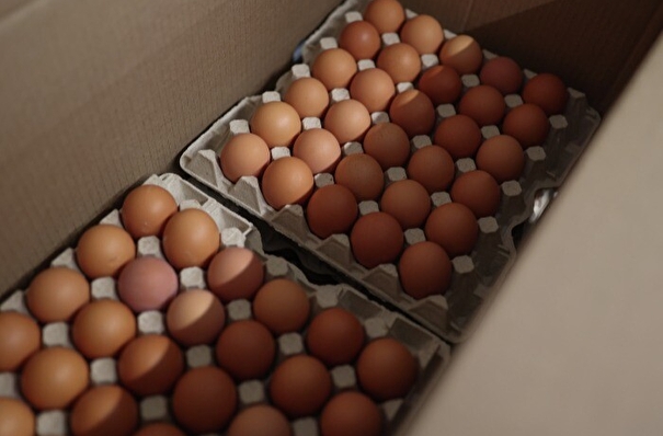 Крупнейшие иркутские производители снизили цены на куриное яйцо - власти