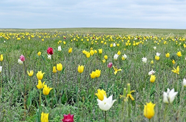 Первые тюльпаны расцвели в Предуральской степи в оренбургском заповеднике