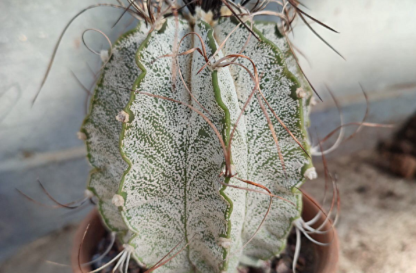 Редкий кактус исчез после выставки в Ботаническом саду Петербурга