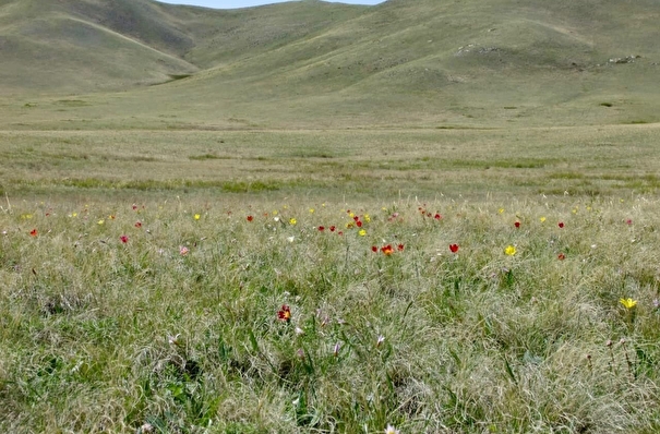 Тюльпаны Шренка расцвели в оренбургской степи раньше срока впервые за 30 лет