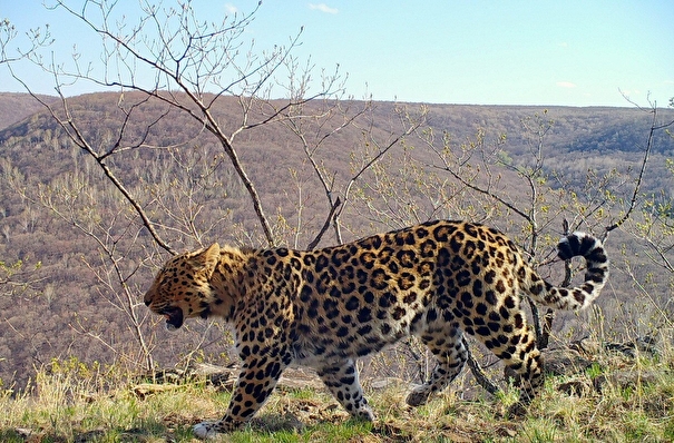 Индийские нейросети помогут в учете леопардов в Приморье