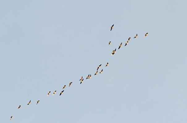 Все перелетные птицы вернулись в Рязанскую область