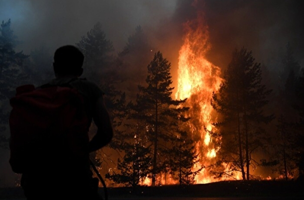 Рослесхоз: виновникам лесных пожаров выписали более 2 тыс. штрафов