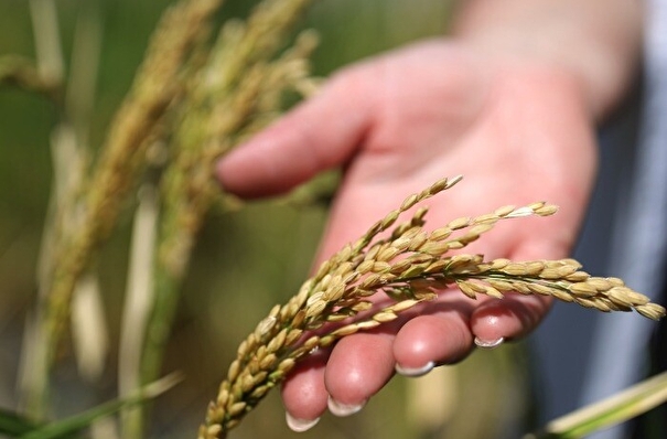 РФ в этом году снизит производство риса до 700 тыс. т - Зерновой союз
