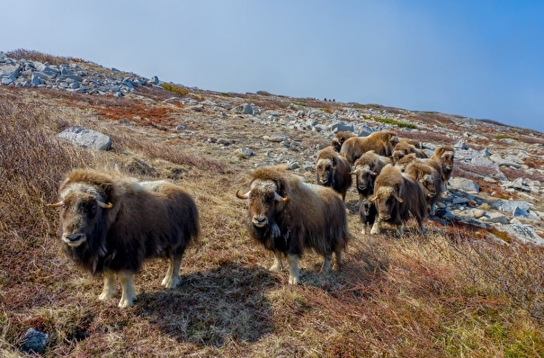 Потомство появилось у овцебыков самой южной популяции на планете на колымском острове Завьялова