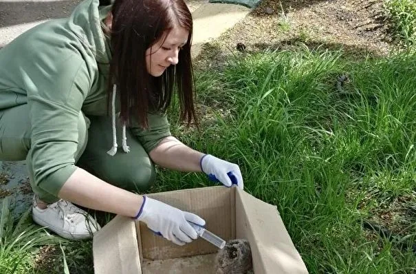 Раненого совенка спасли в Нижегородской области