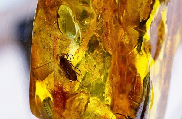 Ранее неизвестный вид жуков, живших 40 млн лет назад, обнаружен в балтийском янтаре