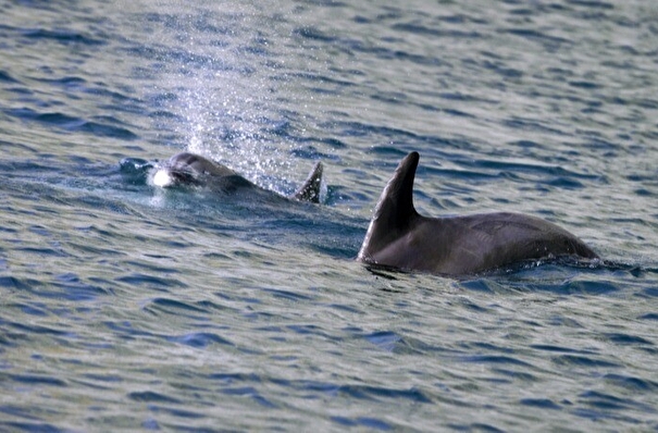 Крымские экологи связывают рекордную смертность дельфинов с инфекцией
