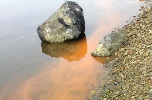 Первый в этом году "красный прилив" зафиксировали ученые у берегов Приморья