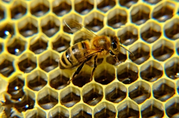 Массовая гибель пчел произошла в селе на юго-востоке Татарстана