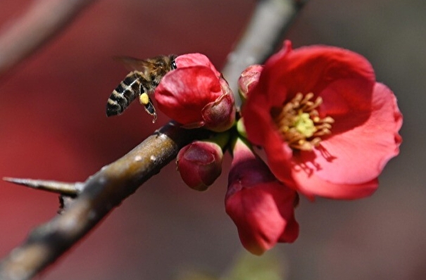 Тульские депутаты приняли закон для предотвращении массовой гибели пчел при применении агрохимикатов
