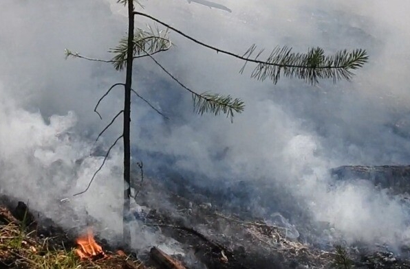 Число природных пожаров на Ямале за сутки выросло в четыре раза