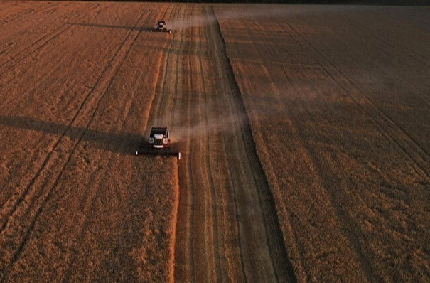 Хозяйства Ростовской области убрали более половины урожая зерна