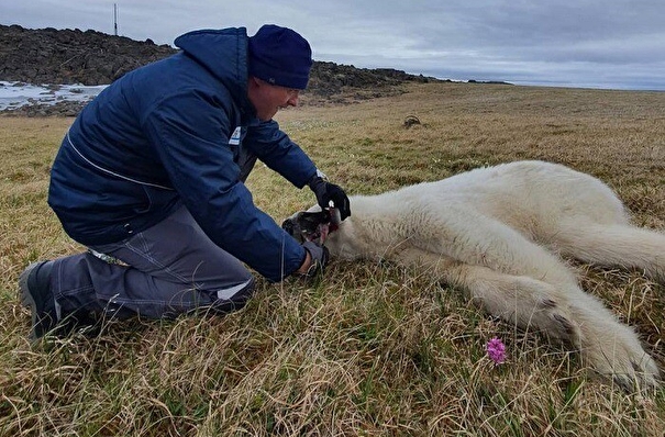 Московские ветеринары спасли на Диксоне белого медведя, в пасти которого застряла банка из-под сгущенки