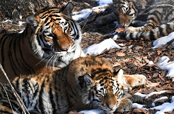Популяция амурского тигра в России превысила 600 особей - Минприроды