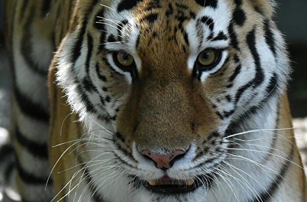 Государственный центр реабилитации тигров начали строить в Приморском крае