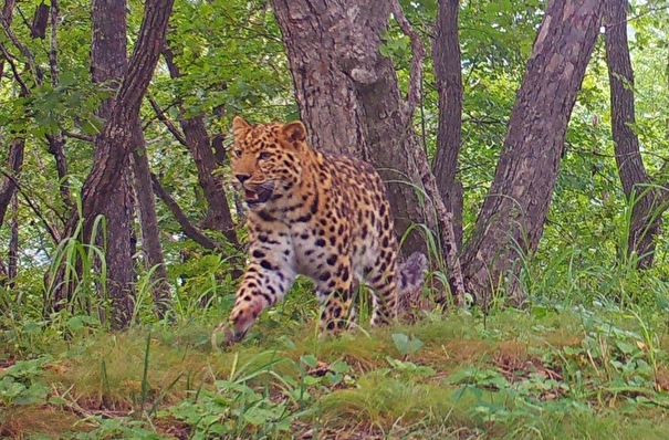 "Леопардовый" фестиваль впервые пройдет в нацпарке в Приморье