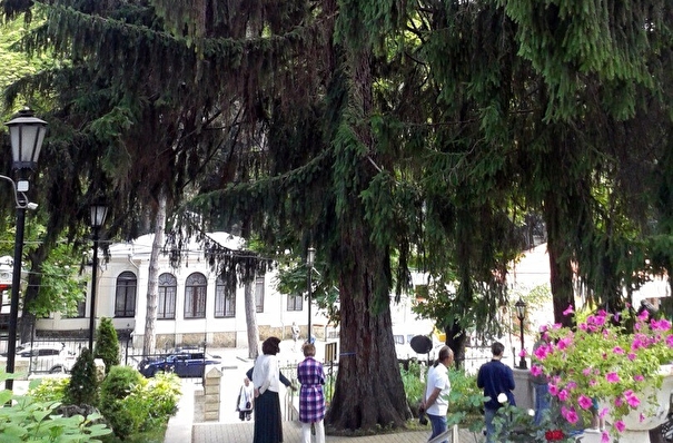 Шаляпинская ель из Кисловодска стала главным деревом страны