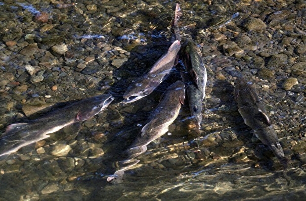 Экологи обеспокоены пустыми реками на юго-западе Сахалина, куда на нерест не пришли тихоокеанские лососи