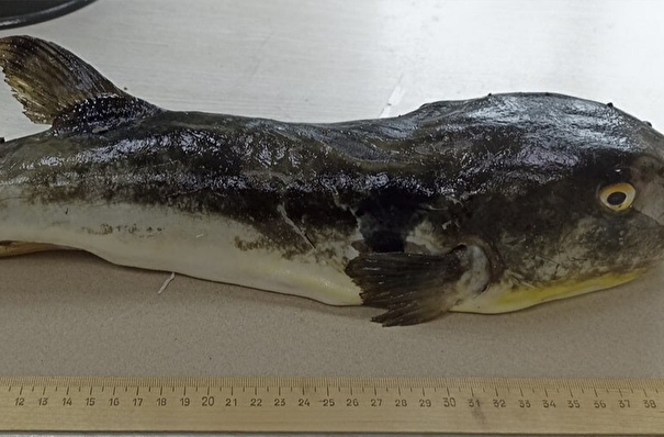 Ядовитая рыба фугу появилась у побережья Приморья