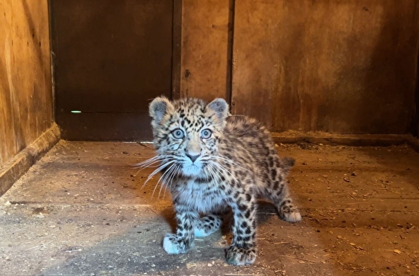 Одинокого котенка дальневосточного леопарда спасли в Приморье