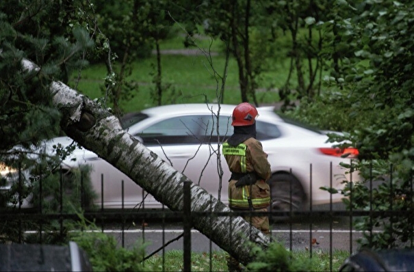 Порядка 270 деревьев повалено ураганом в Петербурге