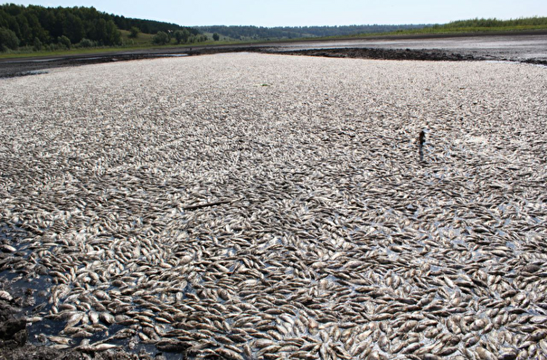 Информацию о массовой гибели рыбы в озере проверяют в Алтайском крае