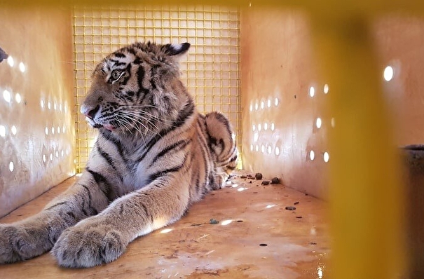 Спасенная в Приморье тигрица переехала в Московский зоопарк