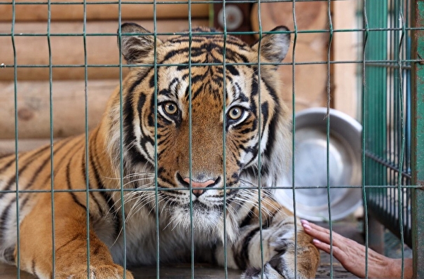 Тигр Гектор поселился в Центре реабилитации диких животных "Утес" в Хабаровском крае