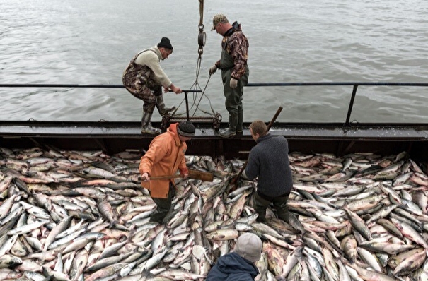 Камчатка выступила против законопроекта о II этапе рыбных инвестквот