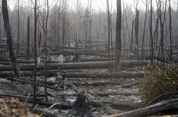 Лесные пожары в Рязанской области локализованы